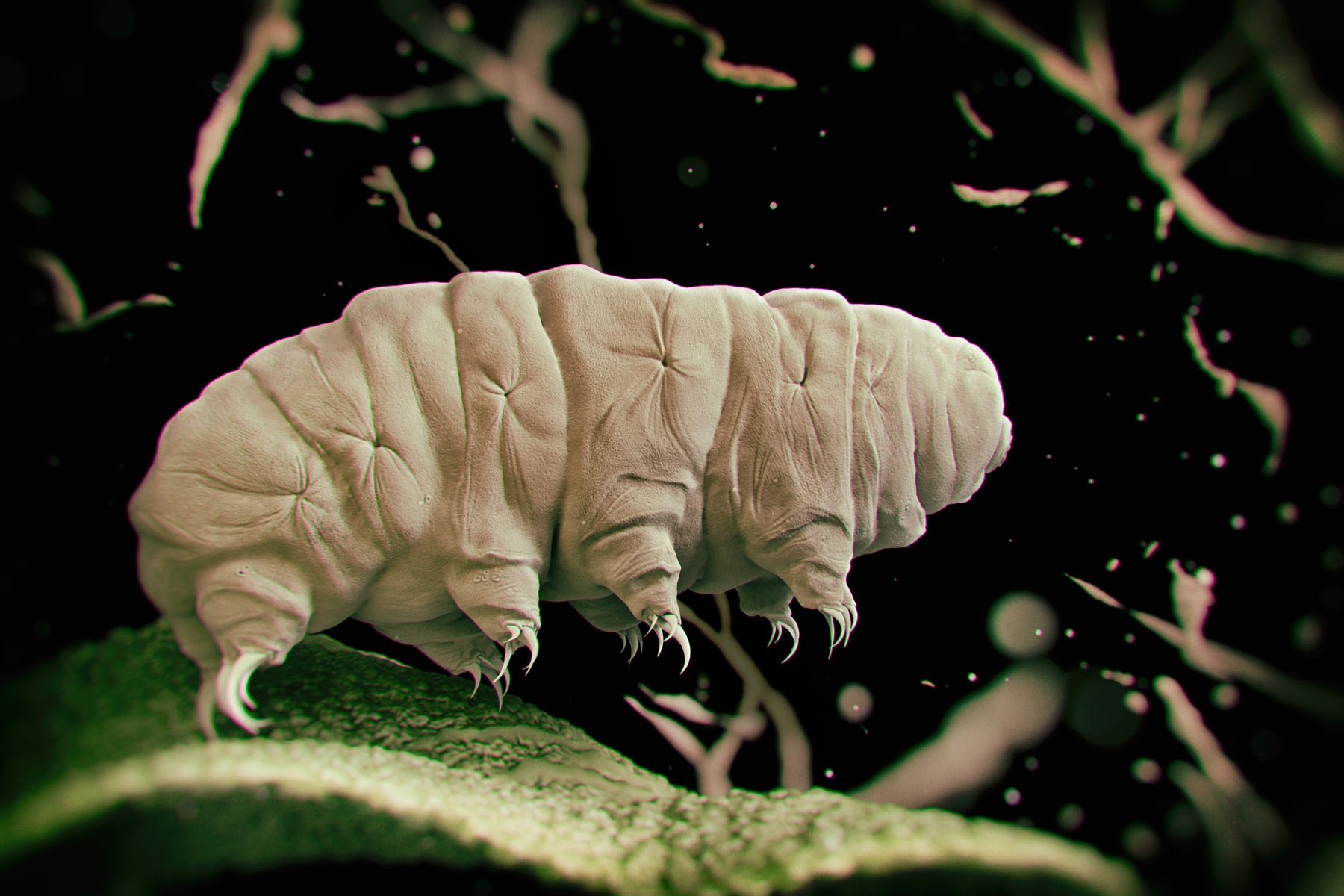 From Moss to Microscope: A Step-by-Step Guide to Finding and Viewing Tardigrades