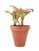 potbuddy magnetic plant pot with plant