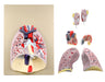 heart lungs model 7 parts dissected