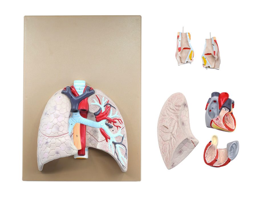Human Lungs & Heart Model, 16.5" - Removable Lung, Heart & Larynx