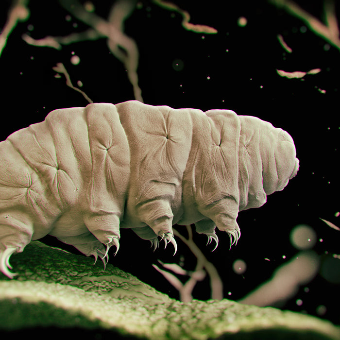 From Moss to Microscope: A Step-by-Step Guide to Finding and Viewing Tardigrades