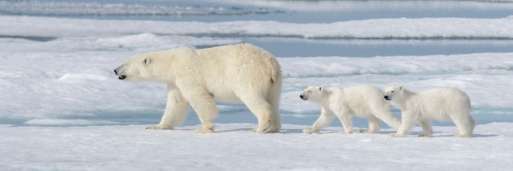 Winter-Weather Warriors: 4 of Our Earth’s Chillest Animals