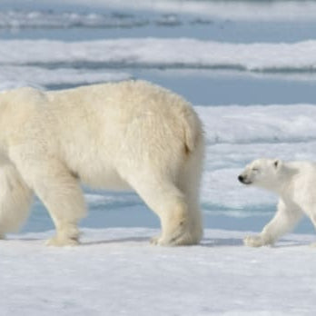 Winter-Weather Warriors: 4 of Our Earth’s Chillest Animals