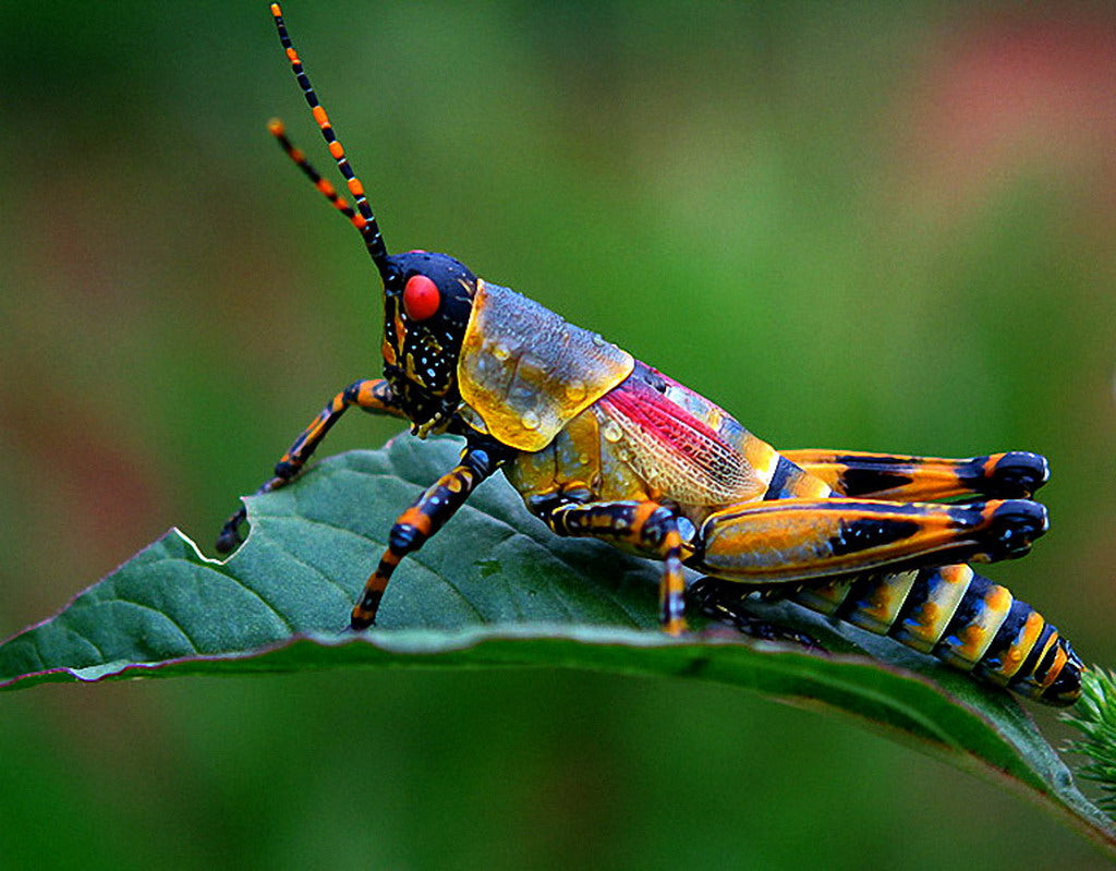 Insect Explorer