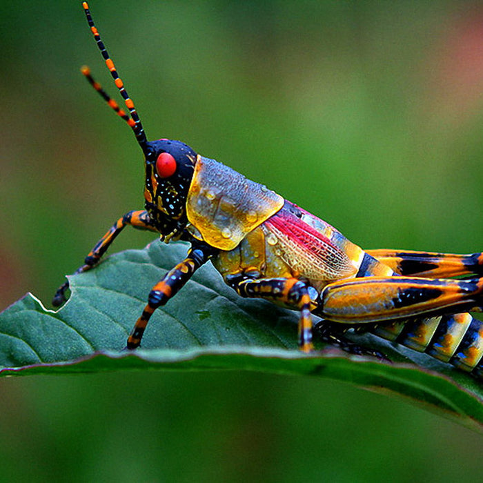 Insect Explorer