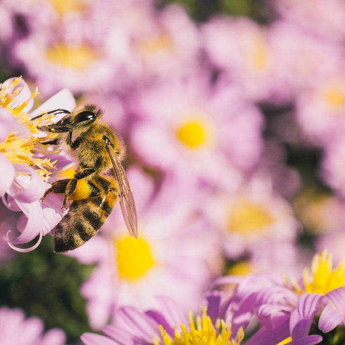 The Buzz about Bees: An In-Depth Look at the Fascinating Biology of These Pollinators