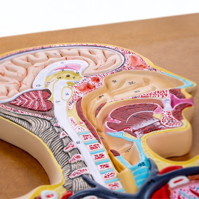 Eisco - Human Respiratory System Anatomical Model - Labeled, Hand-Painted Diagram Mounted on Wooden Board - Classroom, Medical Office & Educational Display