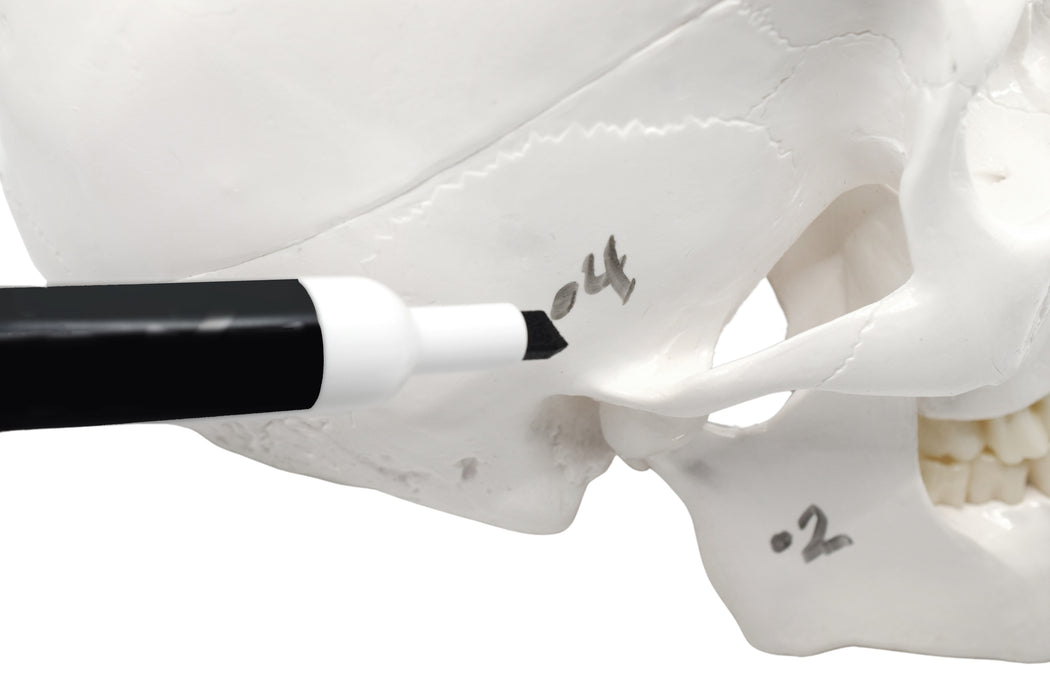 Dry Erase Surface Human Adult Skull Anatomical Model, 3 Part - Includes Dry Erase Marker