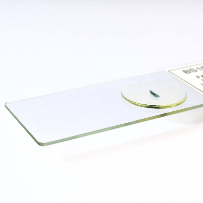 Eisco - Prepared Microscope Slide of Fasciola Hepatica (Liver Fluke) Whole Mount 25x77mm Glass Slide with Stained Specimen