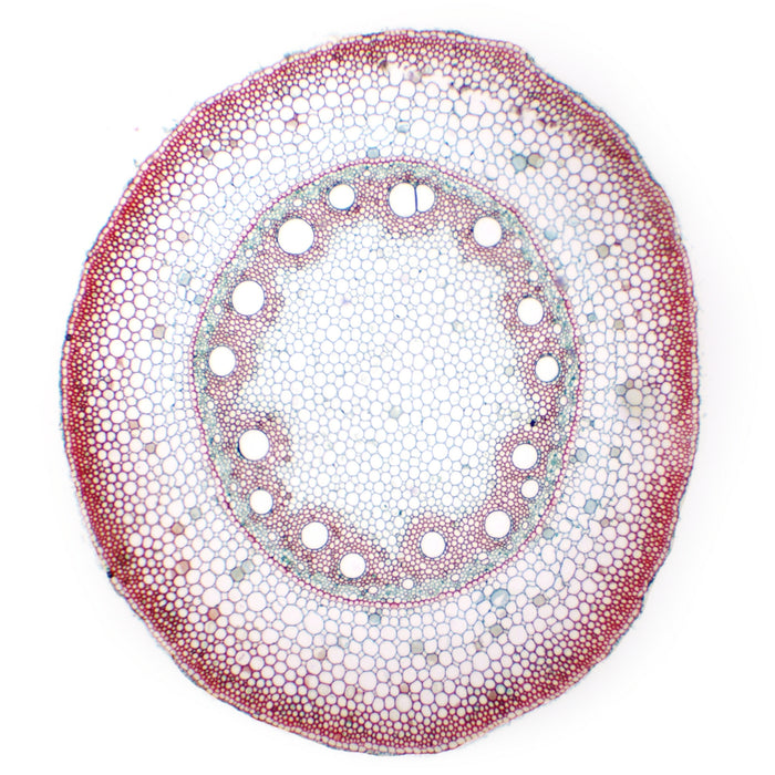 10PK Monocot Root - Cross Section - Prepared Microscope Slides - 75x25mm