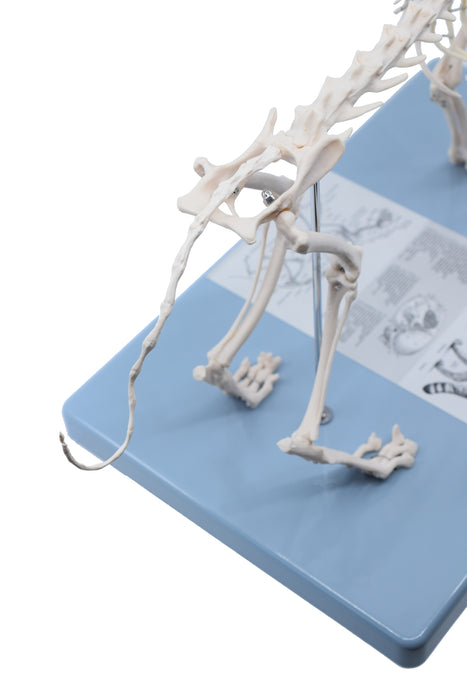 Adult Cat Skeletal System, Anatomical Model, 8.25" Tall