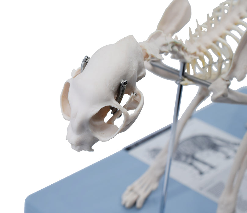 Adult Cat Skeletal System, Anatomical Model, 8.25" Tall