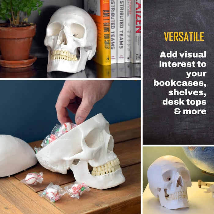 Human Adult Skull Anatomical Model, 3 Part