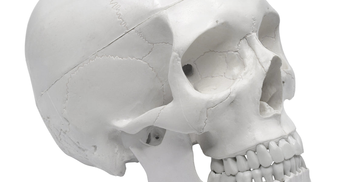 Educational Human Skull Model: Medical Grade and Life-Size (9