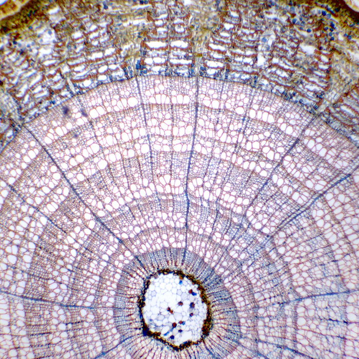 Tilia Old Stem Basswood - Prepared Microscope Slide - 75x25mm