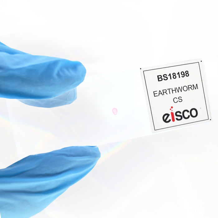 Eisco - Prepared Microscope Slide of Earthworm Cross Section 25x77mm Glass Slide Stained for Structure Visualization