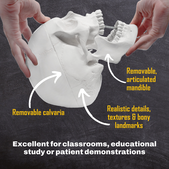 Human Adult Skull Anatomical Model, 3 Part