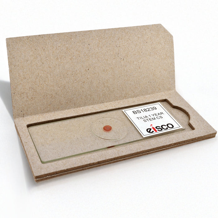 Tilia 1 Year Old Stem - Cross Section - Prepared Microscope Slide - 75x25mm