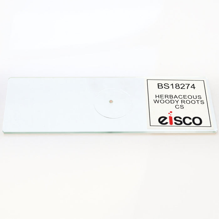 Herbaceous Woody Roots Composite - Cross Section - Prepared Microscope Slide - 75x25mm