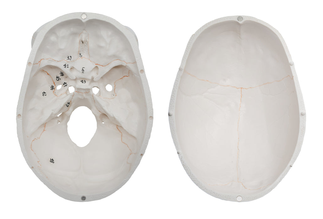 Numbered Skull - Human Anatomical Model, 3 Part - Numbered with Key Card