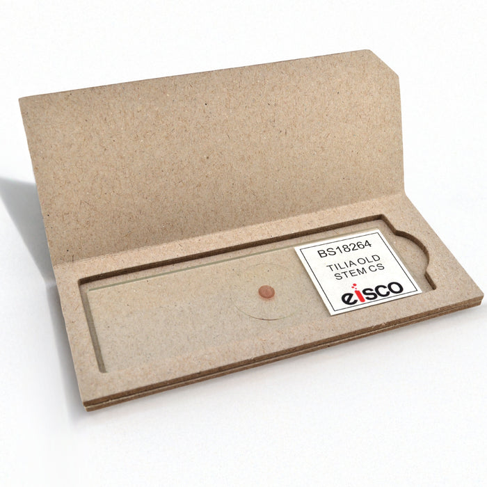 Tilia Old Stem Basswood - Prepared Microscope Slide - 75x25mm