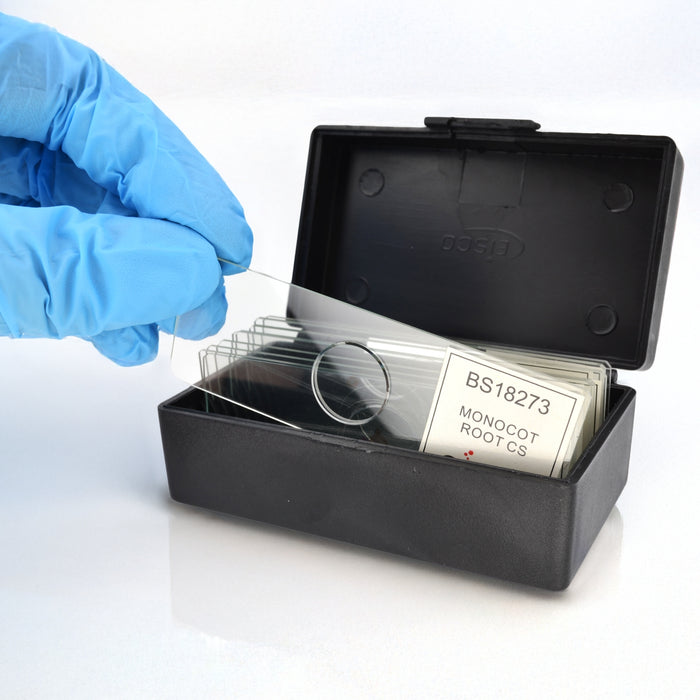 10PK Monocot Root - Cross Section - Prepared Microscope Slides - 75x25mm