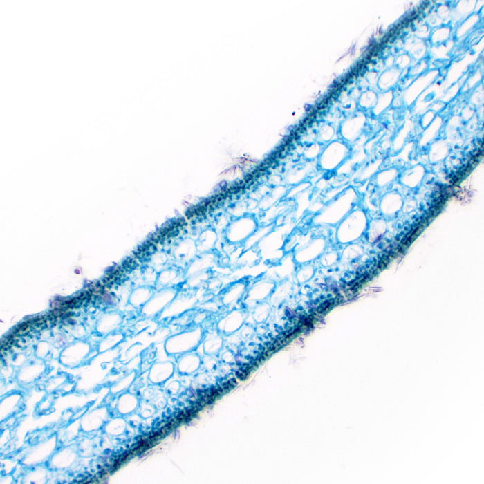 Ulva Thallus Sections - Prepared Microscope Slide - 75x25mm