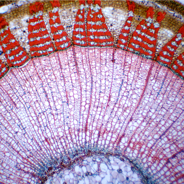 Tilia 1 Year Old Stem - Cross Section - Prepared Microscope Slide - 75x25mm