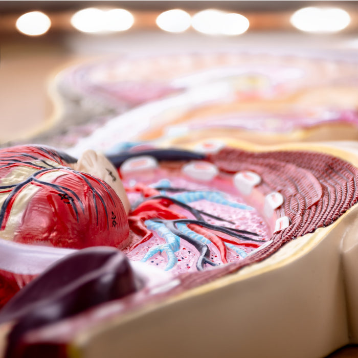 Eisco - Human Respiratory System Anatomical Model - Labeled, Hand-Painted Diagram Mounted on Wooden Board - Classroom, Medical Office & Educational Display