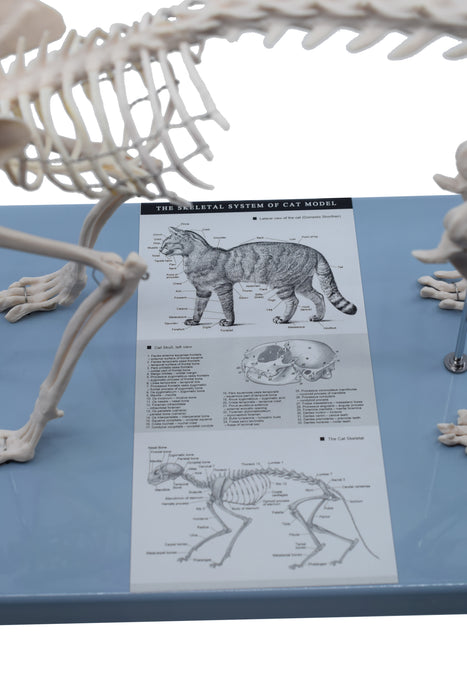 Adult Cat Skeletal System, Anatomical Model, 8.25" Tall