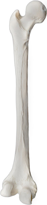 Femur Bone Model - Left - Anatomically Accurate Human Femur Bone Replica - Eisco
