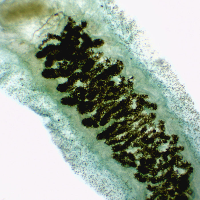 Eisco - Prepared Microscope Slide of Fasciola Hepatica (Liver Fluke) Whole Mount 25x77mm Glass Slide with Stained Specimen
