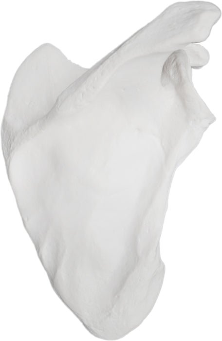 Scapula Bone - Right - Anatomically Accurate, Detailed Human Bone Replica