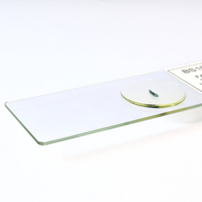 Eisco - 25 Pack Prepared Microscope Slides of Fasciola Hepatica (Liver Fluke) Whole Mount 25x77mm Glass with Stained Specimens in Storage Box