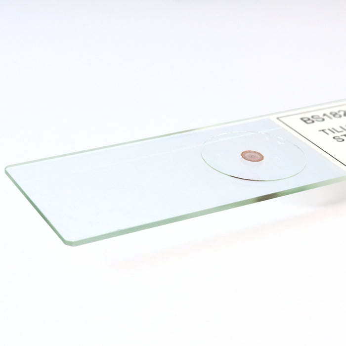 Tilia Old Stem Basswood - Prepared Microscope Slide - 75x25mm