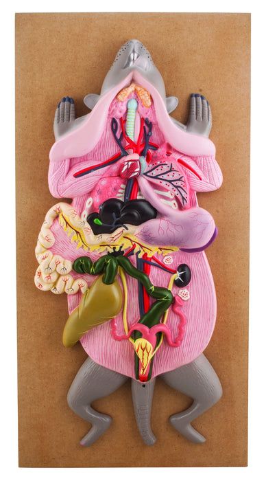 Female Rat Model, 22 Inch - Mounted