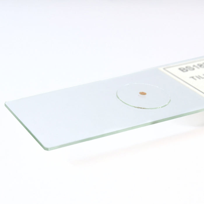 Tilia Root Basswood - Cross Section - Prepared Microscope Slide - 75x25mm