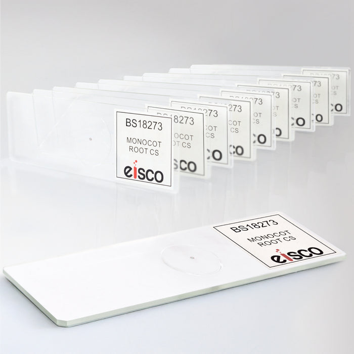 10PK Monocot Root - Cross Section - Prepared Microscope Slides - 75x25mm