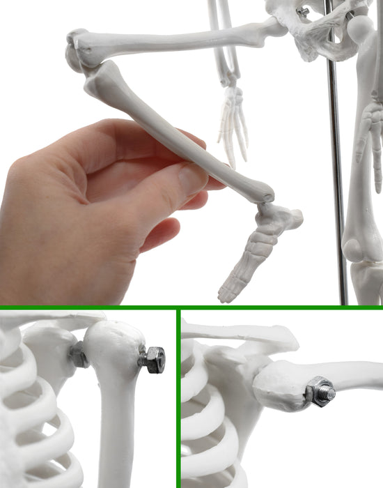 Dead Elf in the Lab 17 inch Miniature Skeleton with Santa Hat and Christmas Coal