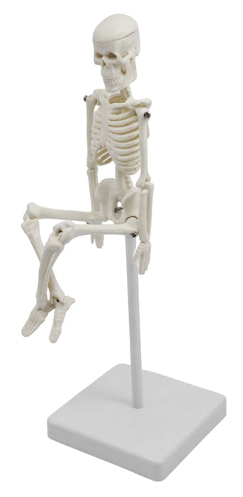 Miniature Human Skeleton Model, 8 Inch