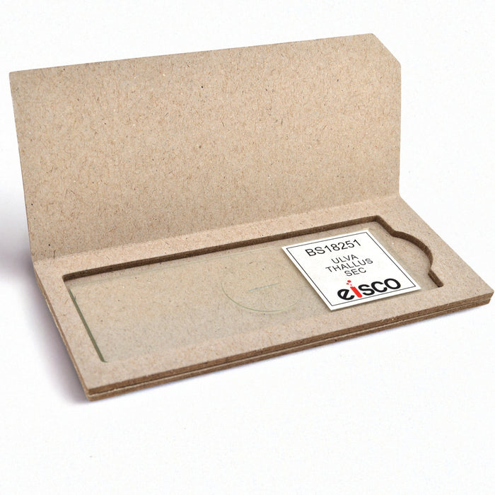 Ulva Thallus Sections - Prepared Microscope Slide - 75x25mm