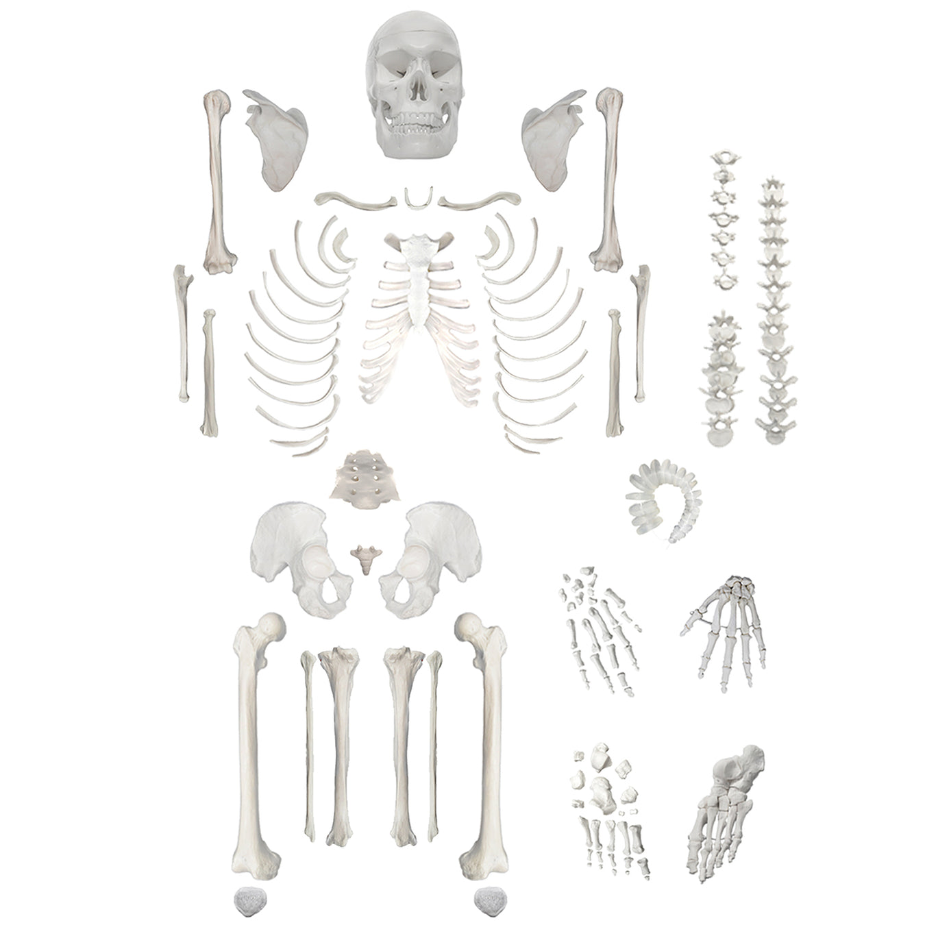 Human Anatomical Models
