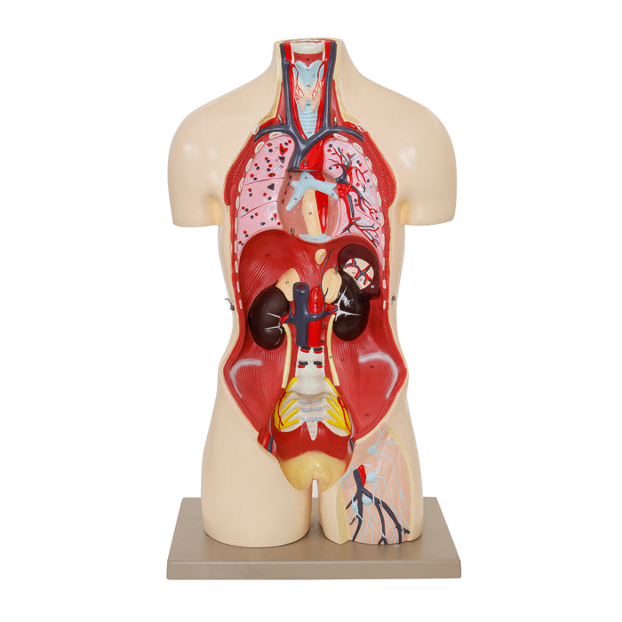Premium Human Torso Model with Open Back -  Life Size - 28 Parts - Male/Female Genital Organs - Eisco Labs