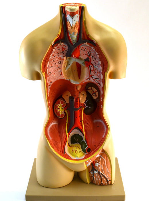 35" Premium Life Size Human Torso, Sexless, 15 Part, Highly Detailed Anatomical Model - Open Back