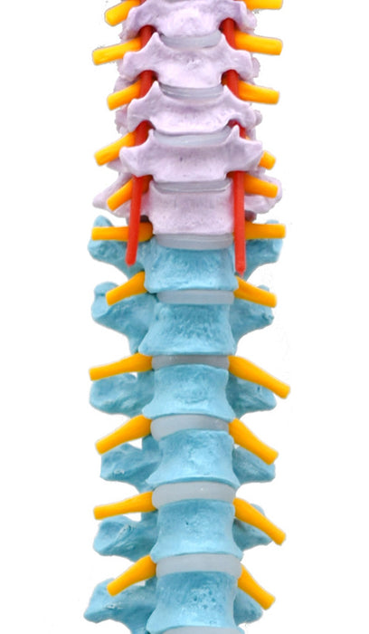 Human Spine & Pelvis Model - Flexible - Color-Coded Vertebrae - Life Size - Medical Quality