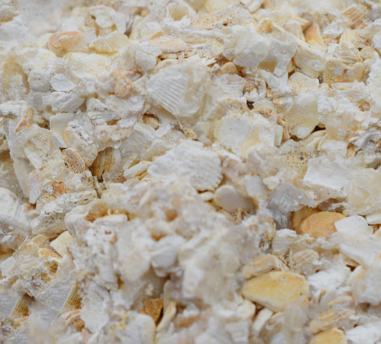 12PK Raw Coquina, Sedimentary Rock Specimens - Approx. 1"