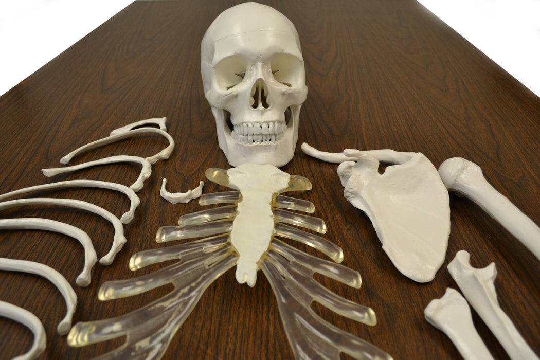 Disarticulated Human Skeleton, Full, Medical Quality, Life Sized (62" Model Height)