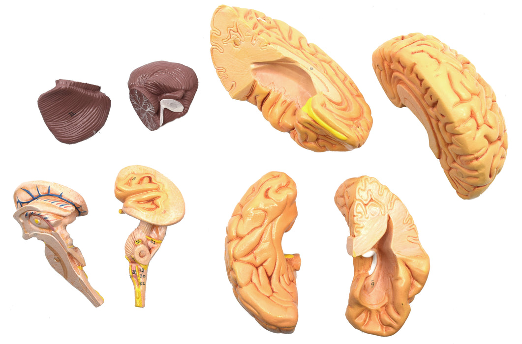 Numbered Skull Model, with 3D Brain
