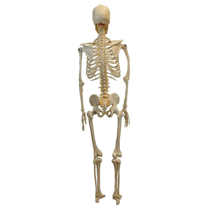 Eisco Labs Life Sized Human Skeleton Model (62" Height), Articulated Joints, Pelvic Mounted with Wheeled Base