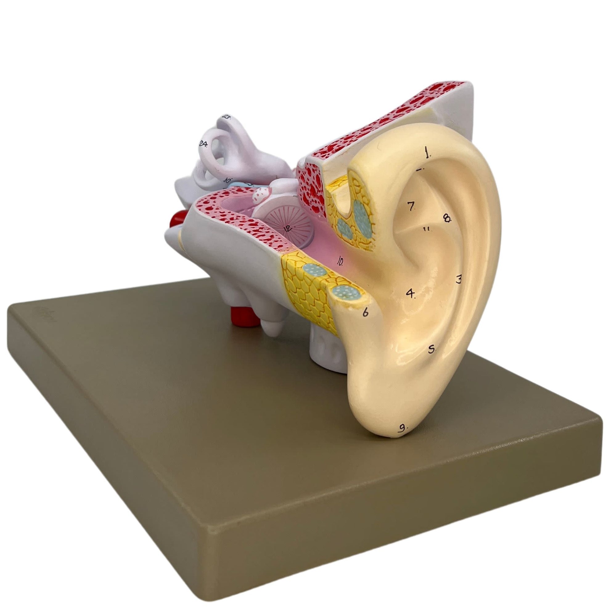 Anatomy Study Aid Evotech 3X Enlarged Human Ear Anatomy Model - 4 Part Display With Base For Medical Study Human Anatomy Model